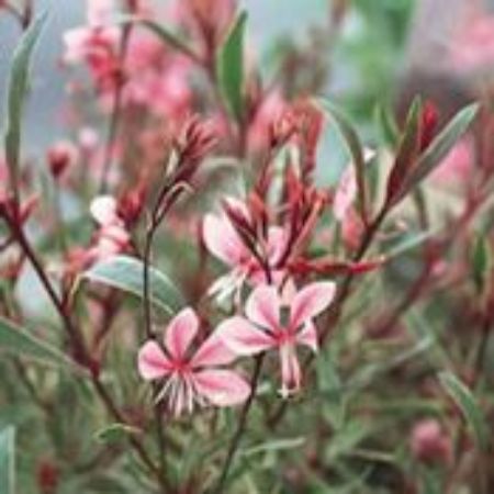 Picture for category Gaura Plants