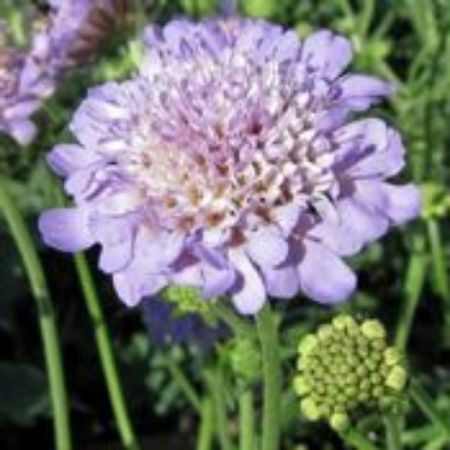 Picture for category Scabiosa Plants