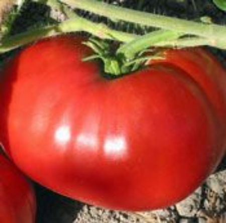 Picture for category Open-Pollinated Tomato Plants