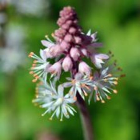 Picture for category Tiarella Plants