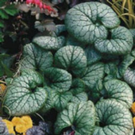 Picture for category Brunnera Plants