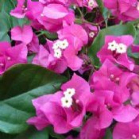 Picture for category Bougainvillea Plants