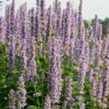 Picture for category Agastache Plants