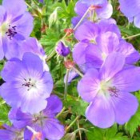 Picture for category Hardy Geranium Plants