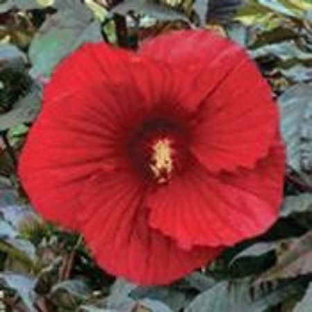 Picture for category Hardy Hibiscus Plants
