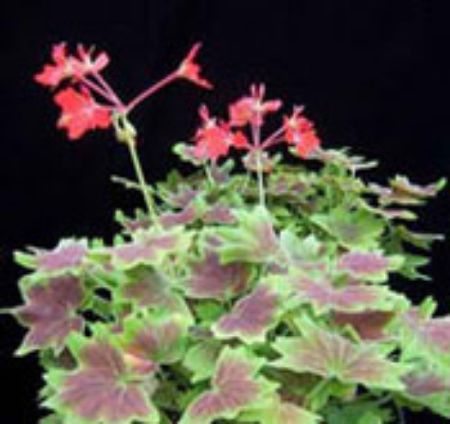Picture for category Specialty Geranium Plants