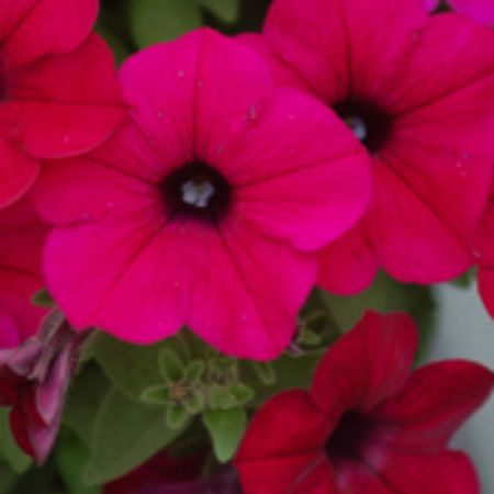 Picture for category Surfinia Petunia Plants
