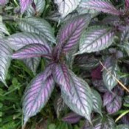 Picture for category Strobilanthes Plants