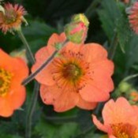Picture for category Geum Plants
