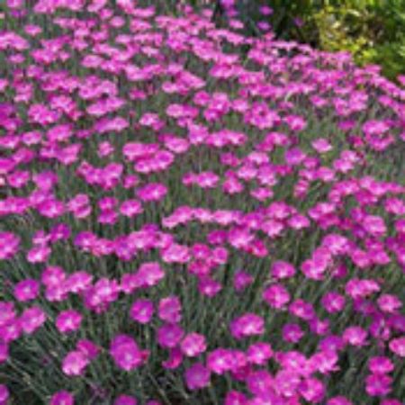 Picture for category Dianthus Plants