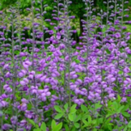Picture for category Baptisia Plants