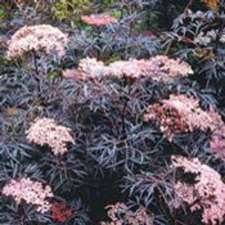Picture for category Elderberry Shrubs