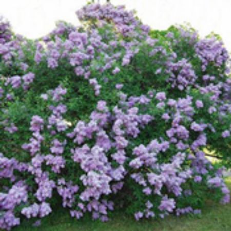 Picture for category Lilac Bushes