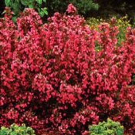 Picture for category Weigela Plants