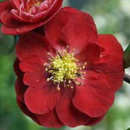Picture for category Chaenomeles Plants