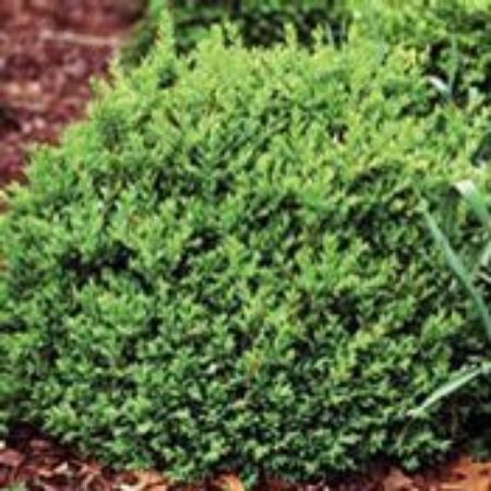 Picture for category Buxus Bushes