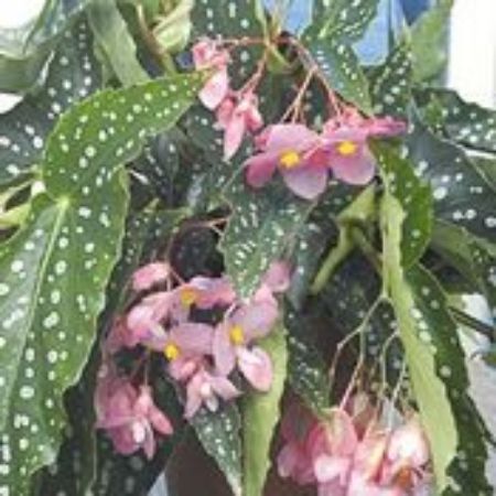 Picture for category Angel Wing Begonia Plants