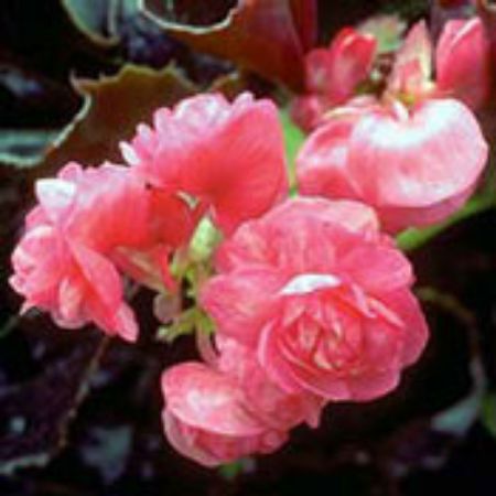 Picture for category Wax Begonia Plants