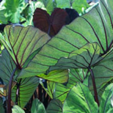 Picture for category Colocasia Plants