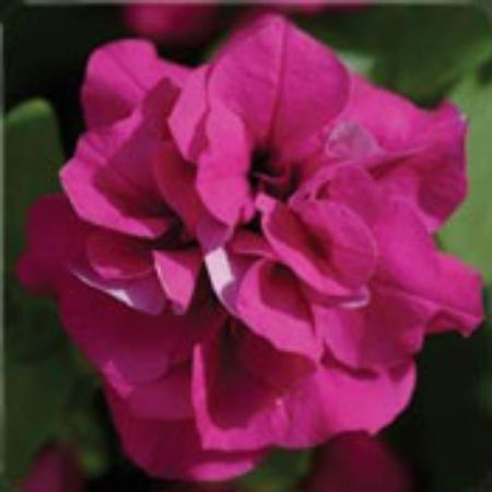 Picture for category Wave Petunia Plants