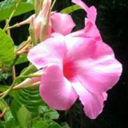 Picture for category Mandevilla Plants