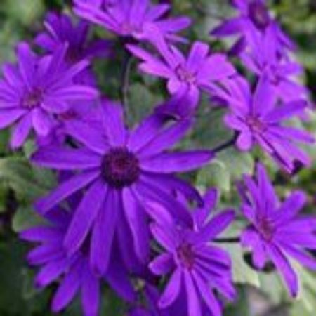 Picture for category Pericallis Plants