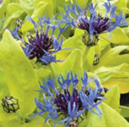 Picture for category Centaurea Plants