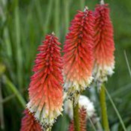 Picture for category Kniphofia Plants