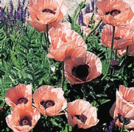 Picture for category Papaver Plants