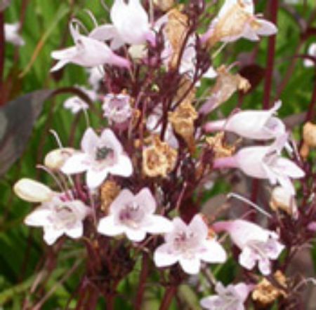Picture for category Penstemon Plants