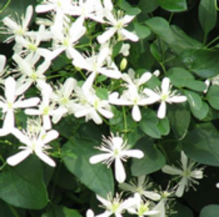 Picture for category Clematis Plants
