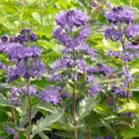 Picture for category Caryopteris Plants