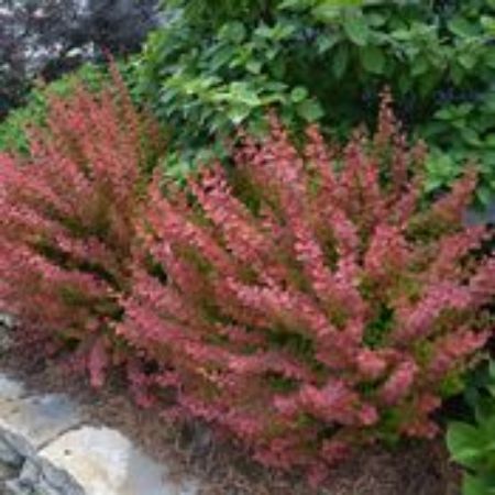 Picture for category Barberry Bushes