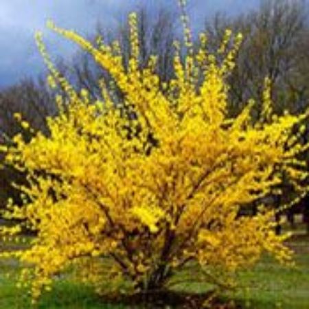Picture for category Forsythia Shrubs