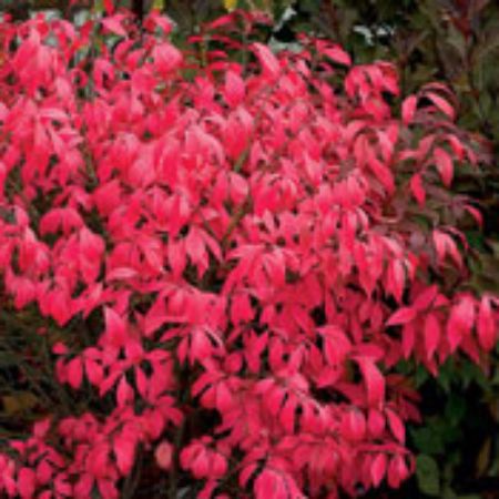 Picture for category Euonymus Shrubs