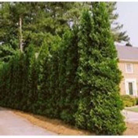 Picture for category Arborvitae Trees and Bushes
