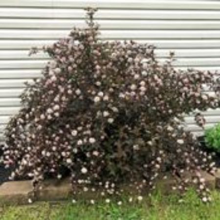 Picture for category Physocarpus Plants