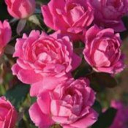 Picture for category Shrub Rose Bushes