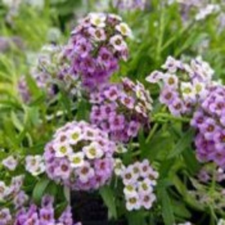 Picture for category Lobularia Plants