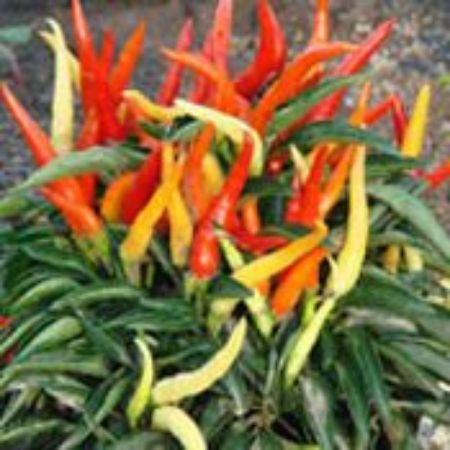 Picture for category Ornamental Pepper Plants