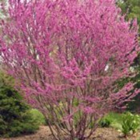 Picture for category Cercis Trees