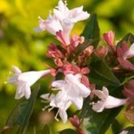 Picture for category Abelia Plants