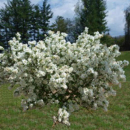 Picture for category Exochorda Bushes