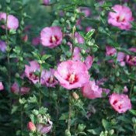 Picture for category Rose of Sharon Plants