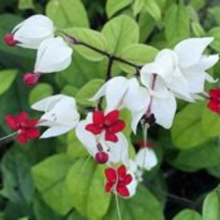 Picture for category Bleeding Heart Plants