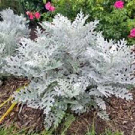 Picture for category Dusty Miller Plants