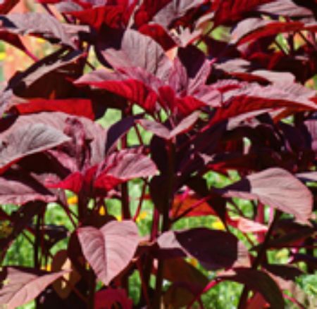 Picture for category Amaranth Plants