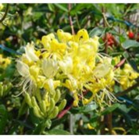 Picture for category Lonicera Plants