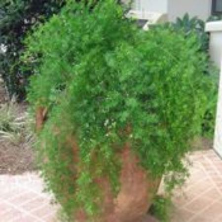 Picture for category Asparagus Fern Plants