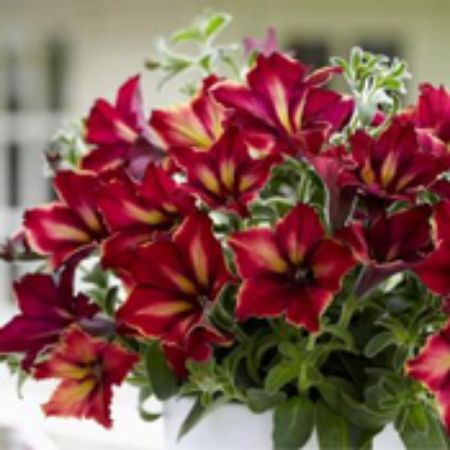 Picture for category Crazytunia Petunia Plants